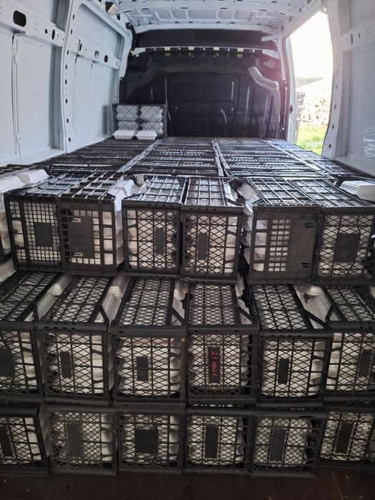 kokony I oseski ślimaka Maxima Muller