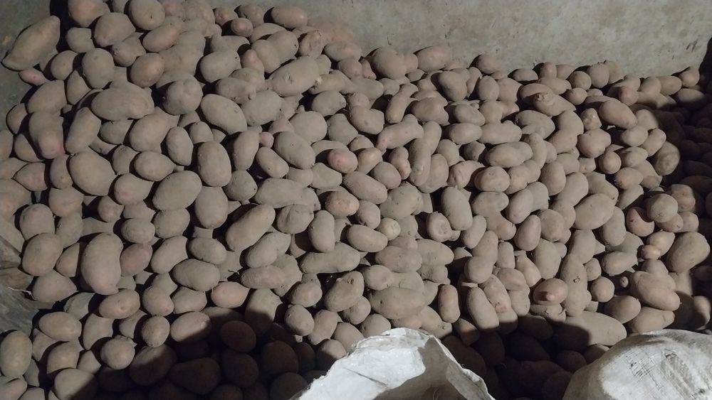 Продам кормовий буряк ,буряк червоний,моркву,картоплю.