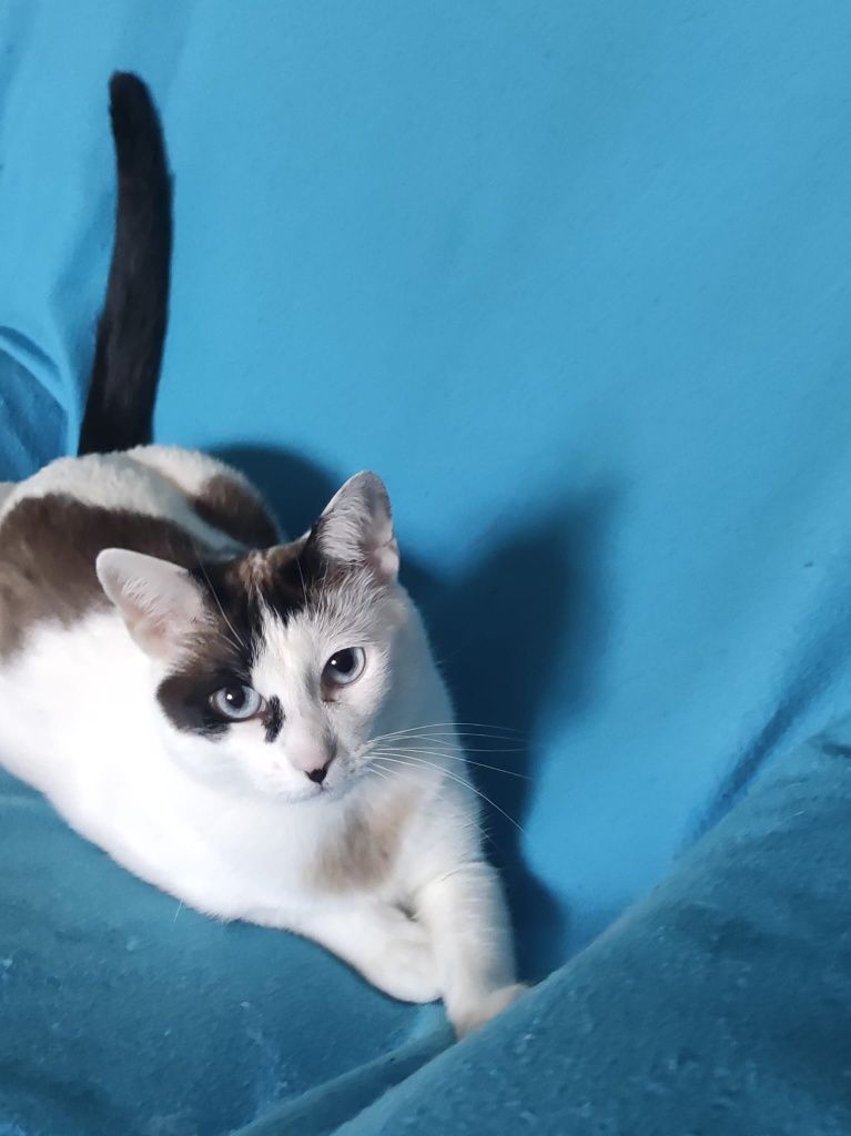Ofereço gatinha linda
