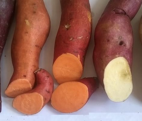 Batata doce nova