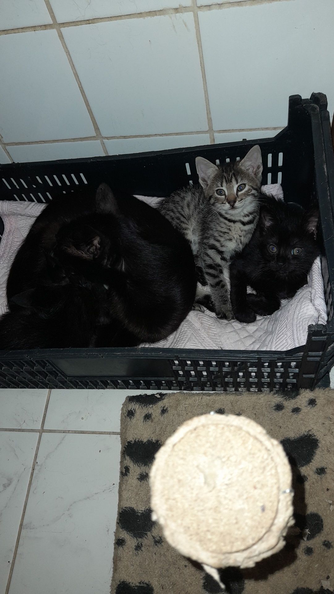 Dou gatinhos meigos