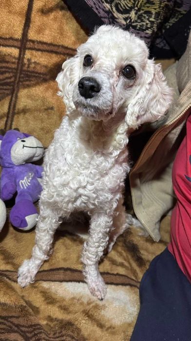 Вязка собаки пудель карликовый