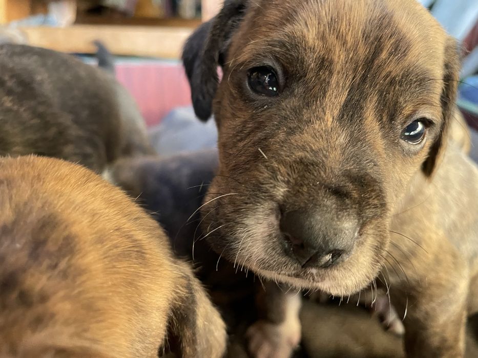 щенята підбуля