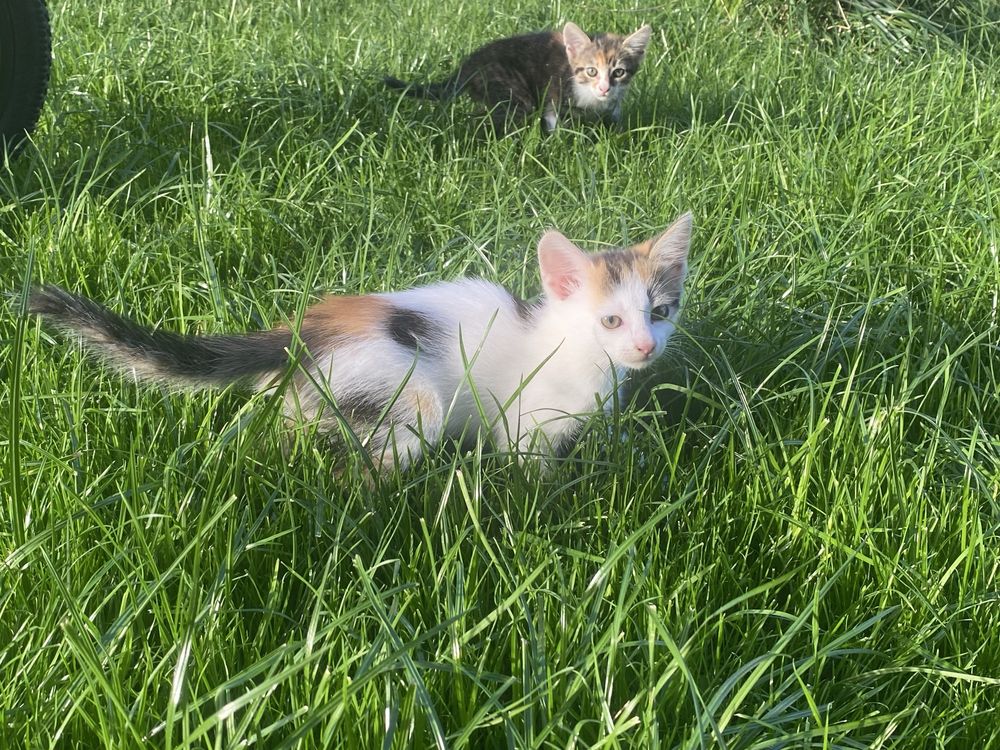 Віддам кошенят в добрі руки)