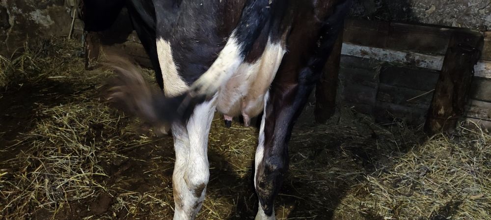 Продам тёлочку и корову на хозяйство