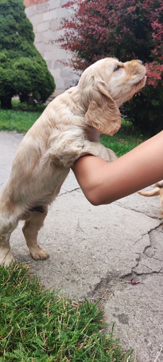 Cocker Spaniel Angielski