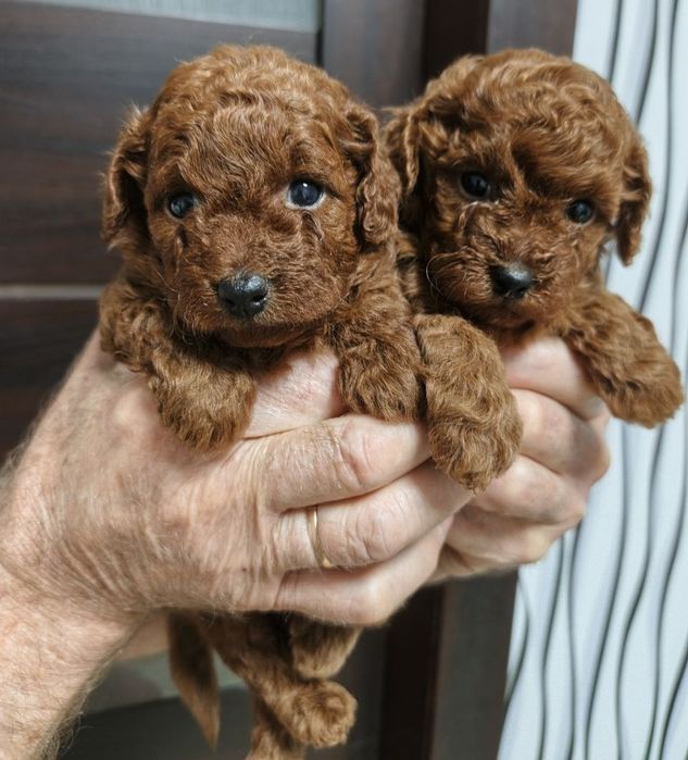 Той пудель Red  Brawn