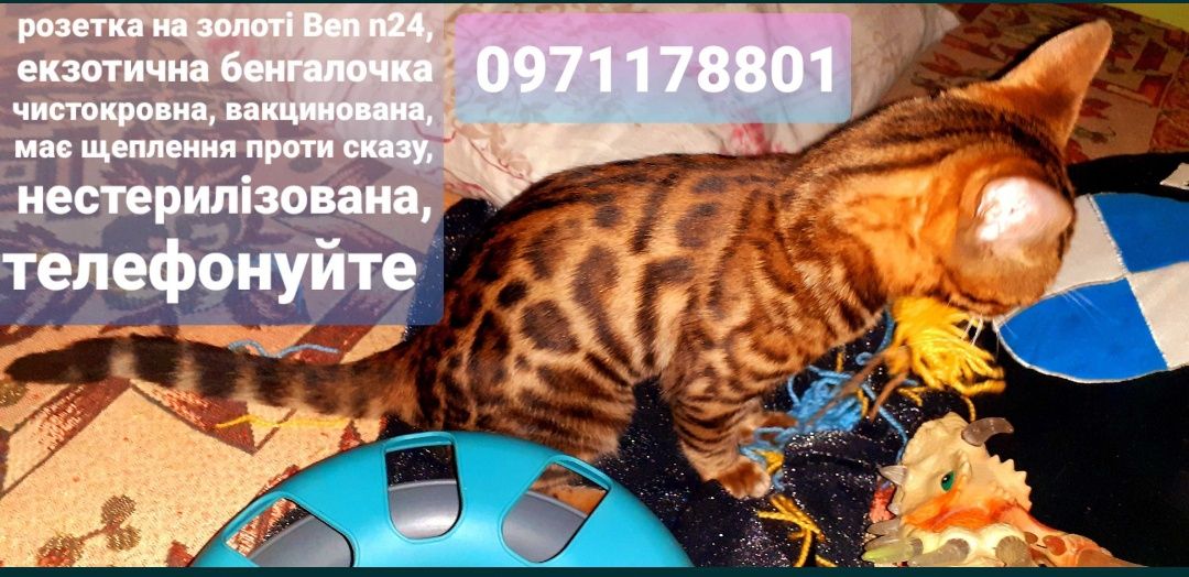 бенгалочка зігріє теплом Вашу домівку та душу.