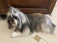 Reproduktor shih tzu ^^^ krycie