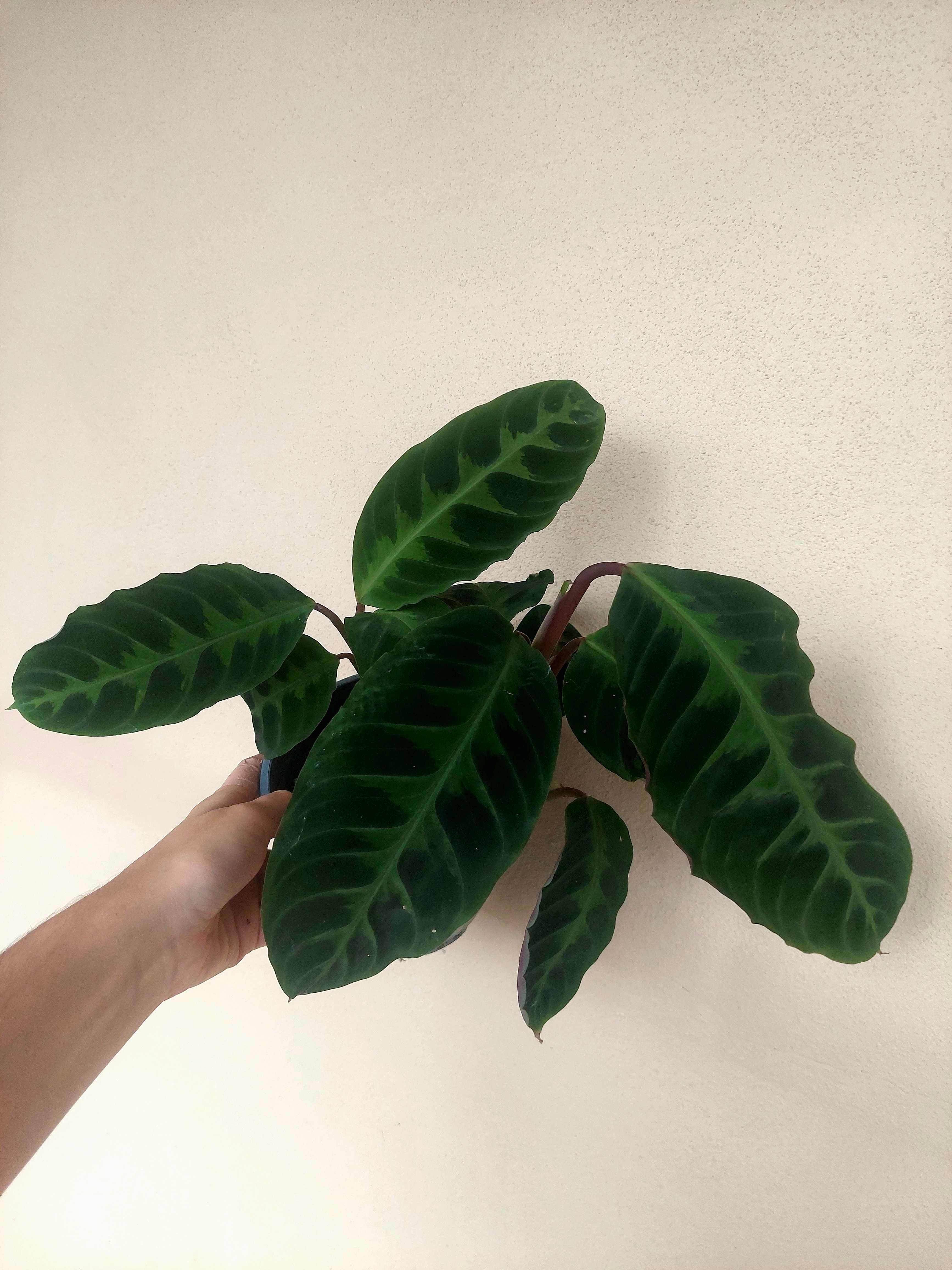 Planta Calathea warscewiczi