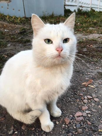 Білий кіт кастрований біле кошеня котик хлопчик короткошерсний