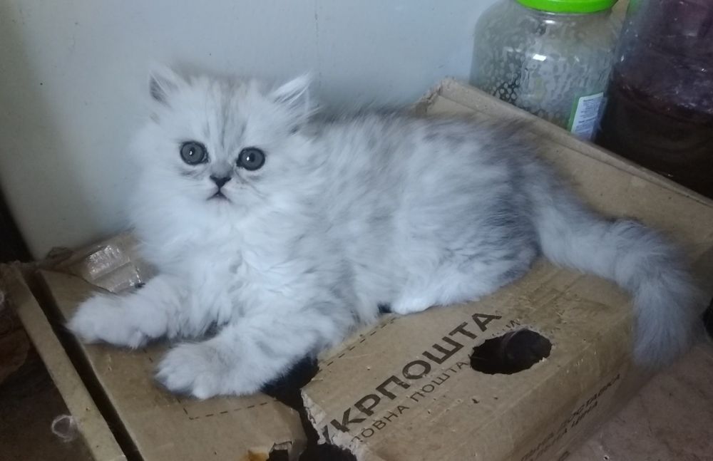 Котята серебристая шиншилла белая