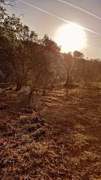 Abate de arvores /limpeza de terrenos/ desmatação/ venda de lenha