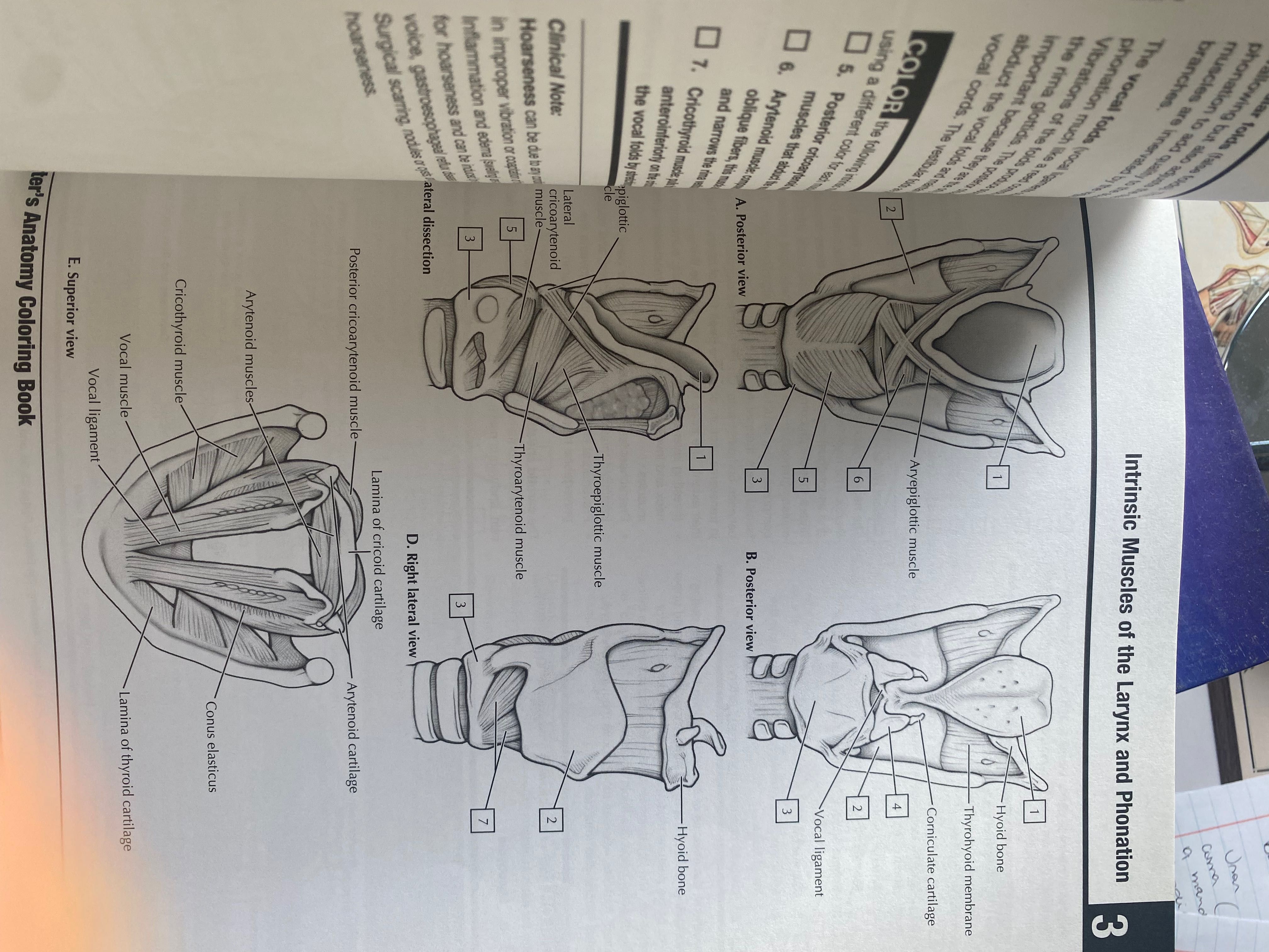 Livro Anatomia Netter colouring book