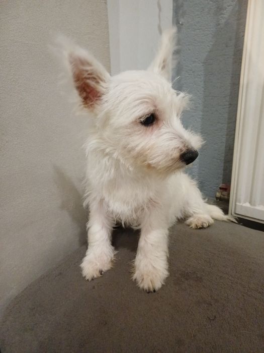 West  highland terrier white