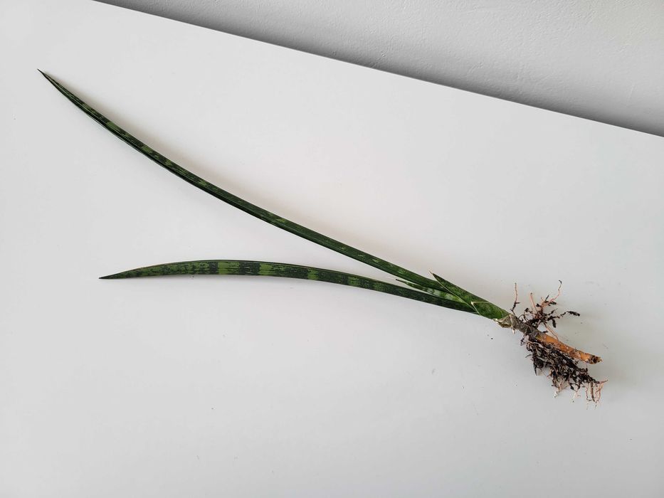 Sansevieria Comet Rocky Mountains  (odrost II)
