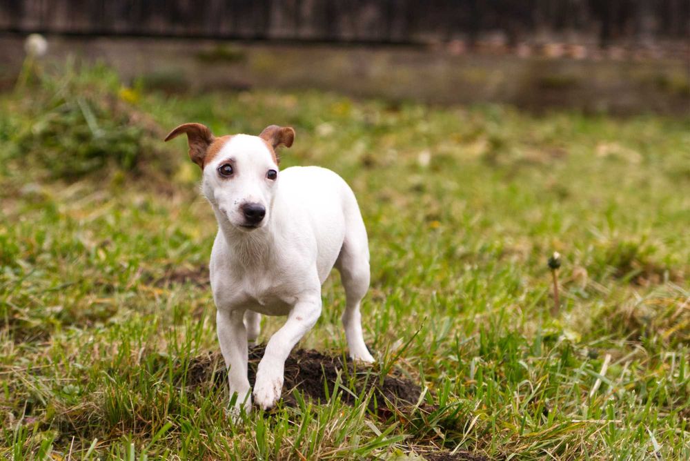 jack russell terier DO ADOPCJI!