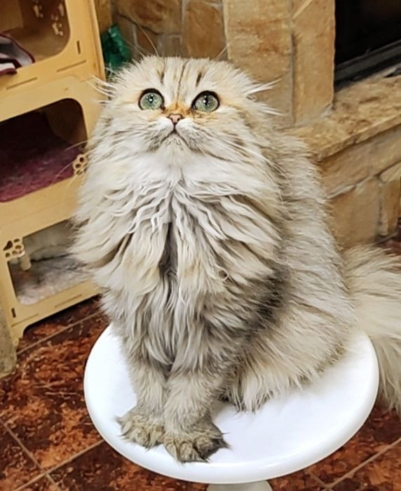 Девочка золотая шиншиллка фолд