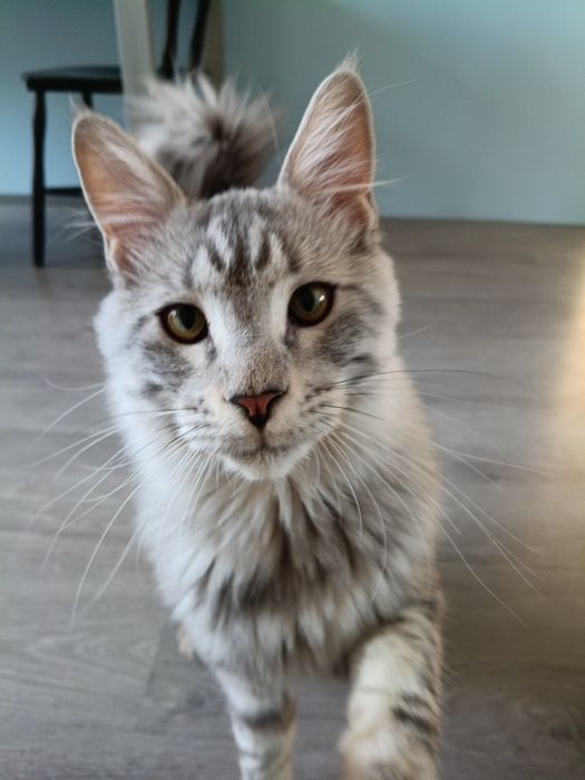 Maine coon kocurek srebrny rodowód FPL