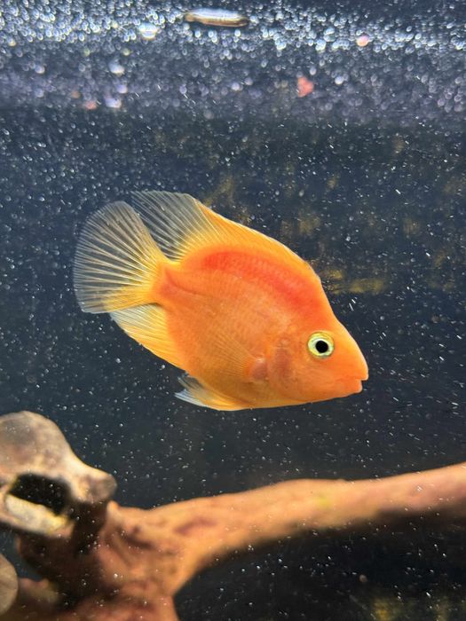 Zamienie pielegnice papuzia