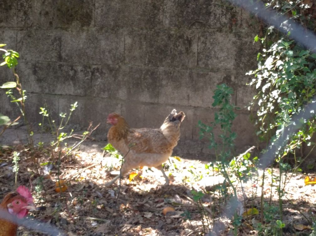 Galinhas de ovos azuis e verdes