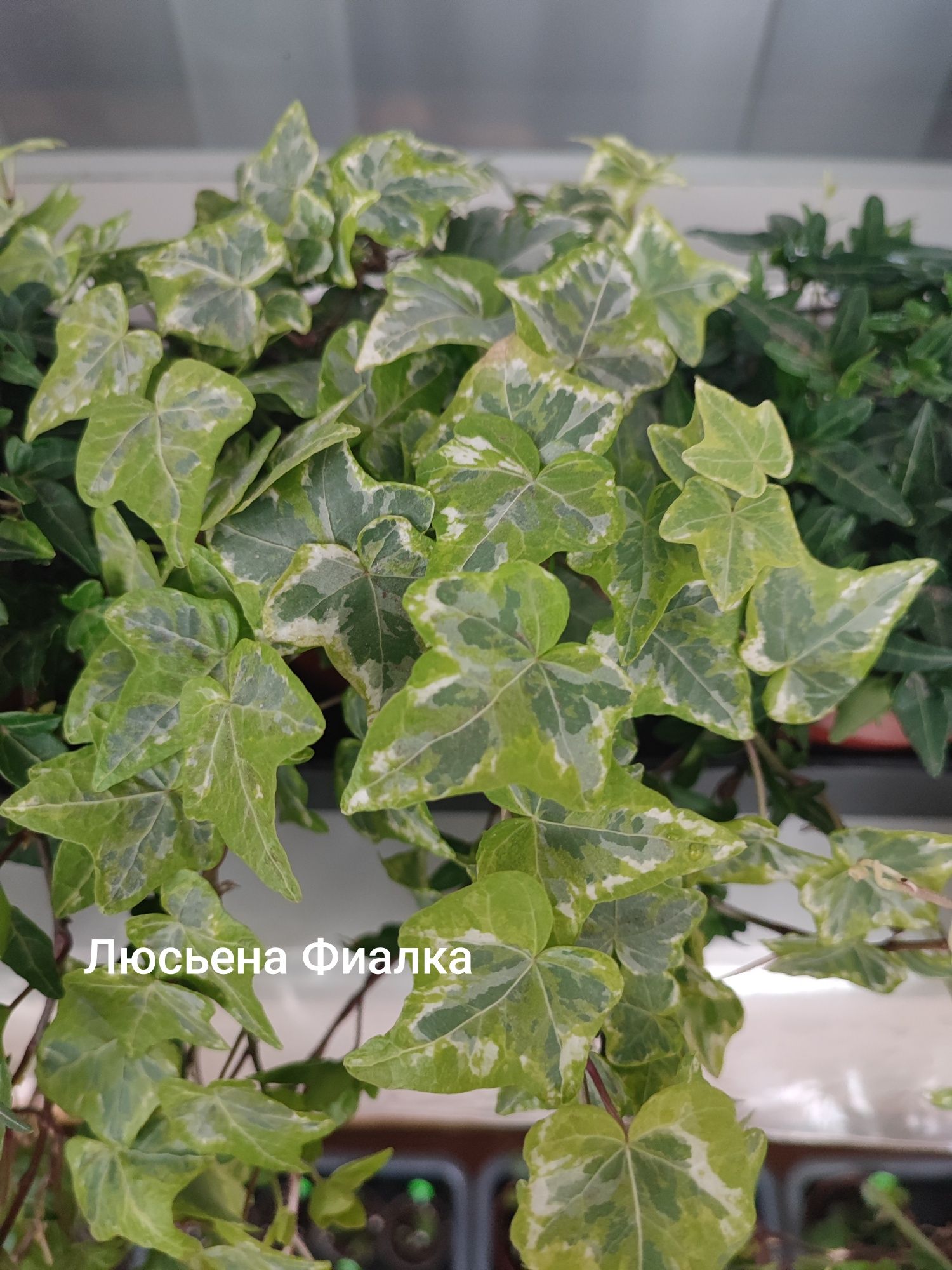 Хедера(плющ кімнатний)