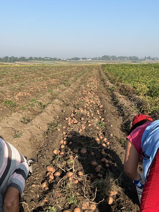 Продам картоплю «Белла Росса - Торнадо - Мелоді»