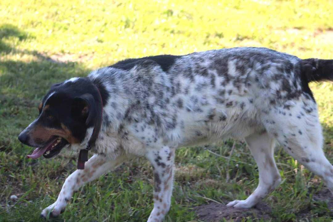 MAX spójrz pokochaj adoptuj