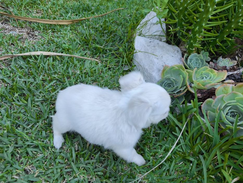 Chihuahua disponível para entrega imediata