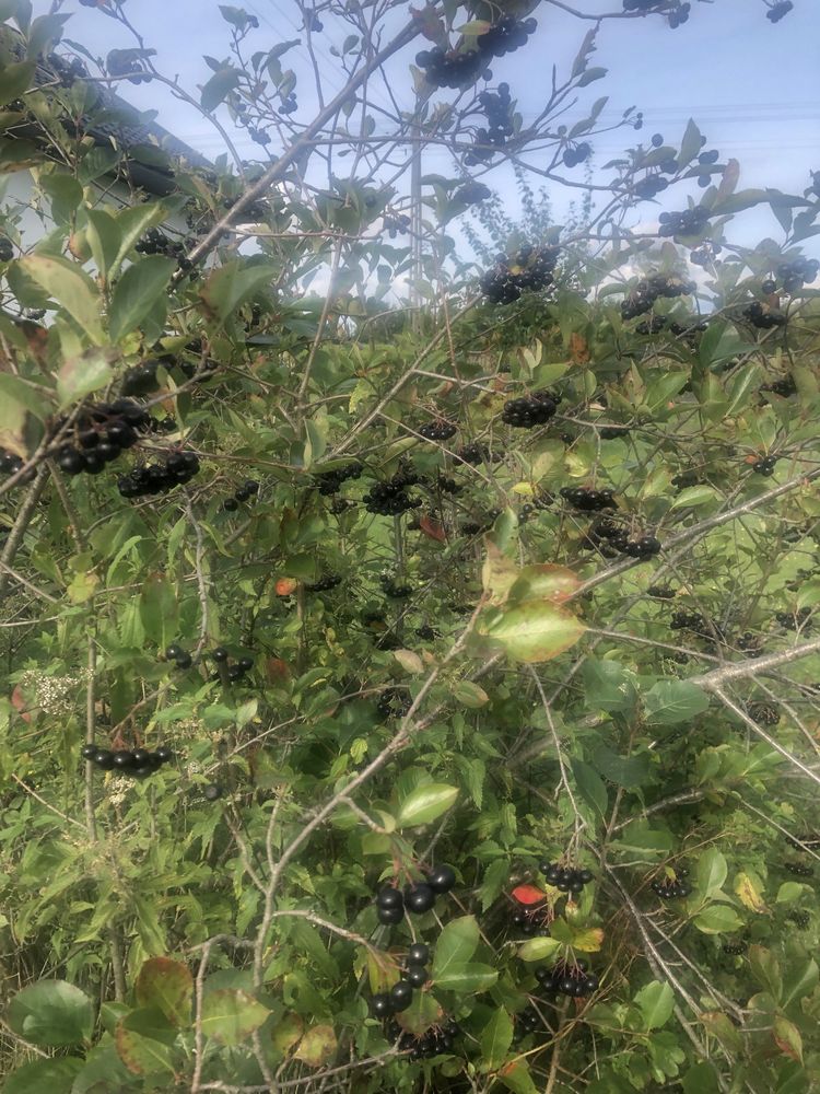 ARONIA ekologiczna z własnego ogrodu 6 zł/kg