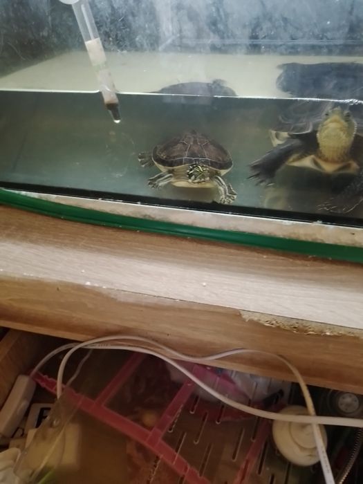 Zolwiewodnolodowe kinkiet zlotolicy żółwie są zdrowie