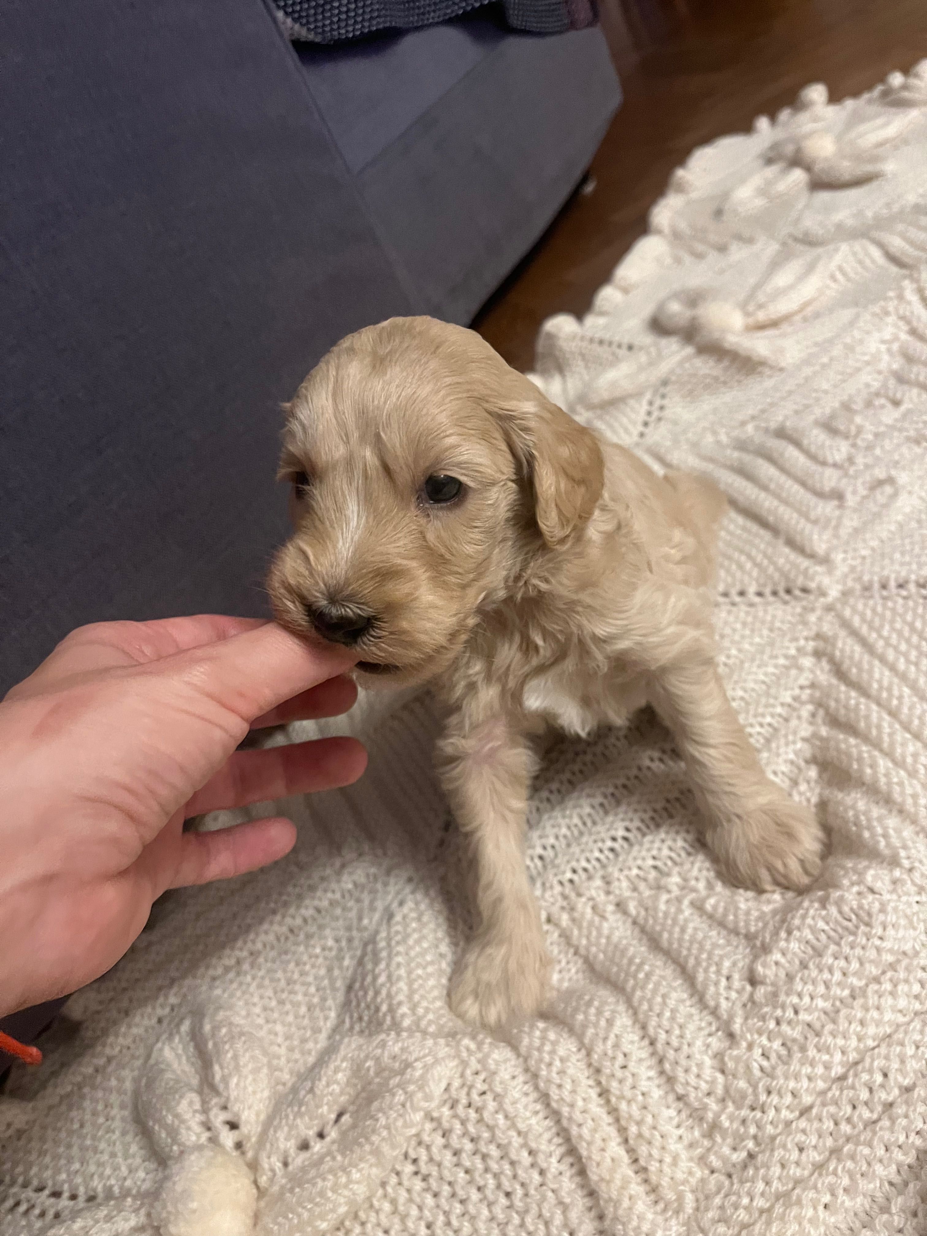 Labradoodle szczenięta