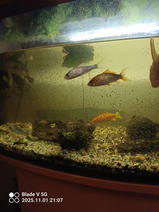 Rybki do oczka/ akwarium