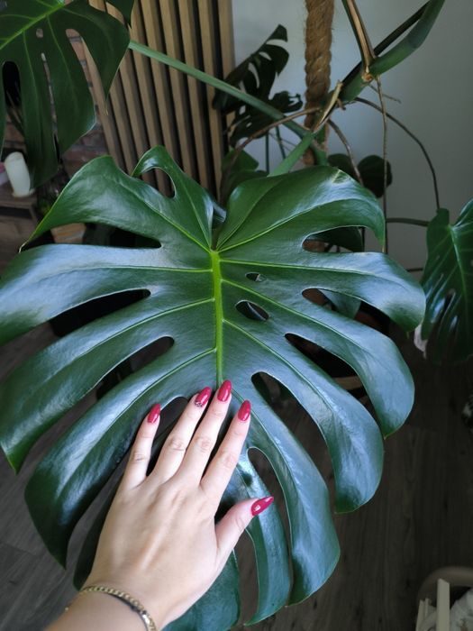 Monstera big form