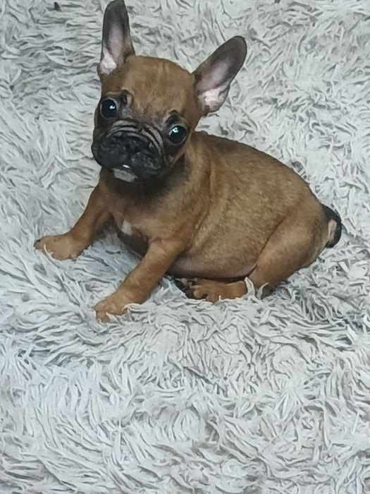 Чистопородні щенки французького бульдога