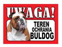 Tabliczka uwaga pies zabawna plastikowa BULDOG ANGIELSKI 9