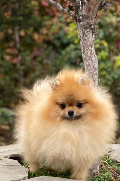 Померанский шпиц Вязка