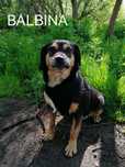 BALBINA malutka łagodna suczka szuka domu