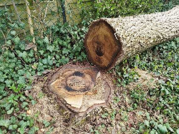 pień drzewa orzech włoski