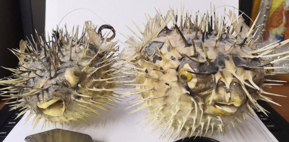 Продам чучело рыбы фугу