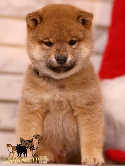 Высокопородные мальчики Шиба сиба ину питомник
