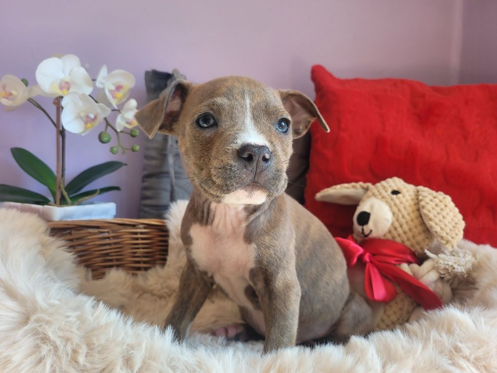 Kochany piesek Amstaff!