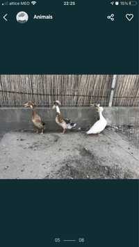 Patos corredor indiano e patos pompom
