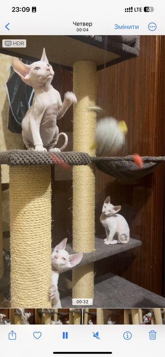 Донський сфінкс кошенята білого кольору , 2 місяці