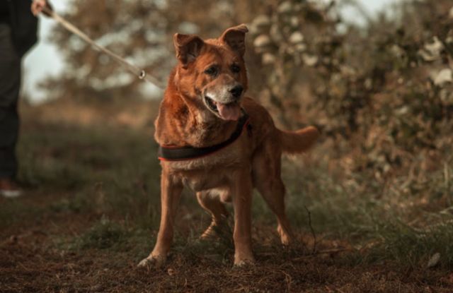 Rudi - mądry, kochany pies do adopcji