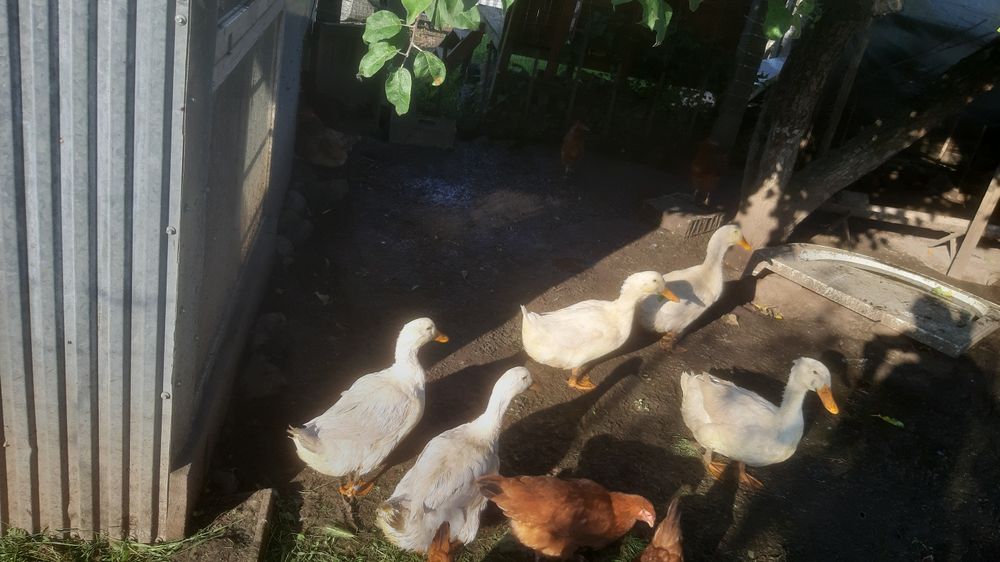 Kaczki piżmowe mięsne