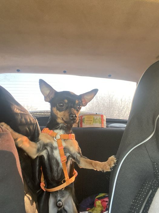 Мальчик ищет девочку для встреч