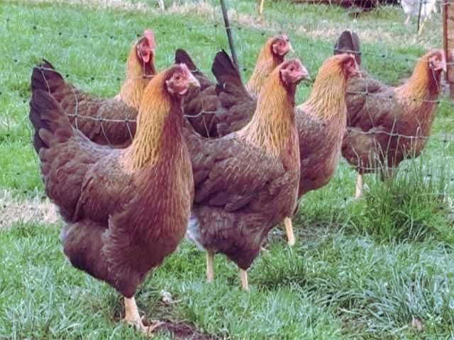 Інкубаційне яйце Вельзумер. Курчата. Птиця.