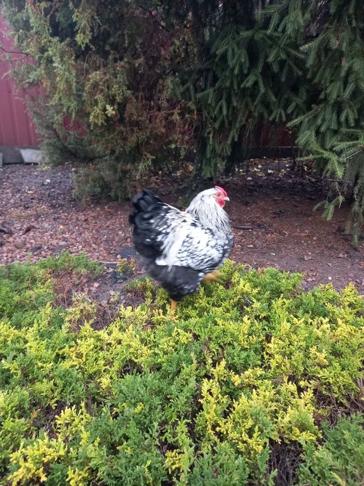 Продам півнів Віандот серебро