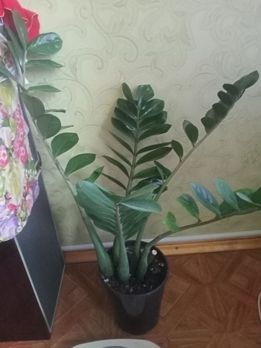 Продам замиакульккус